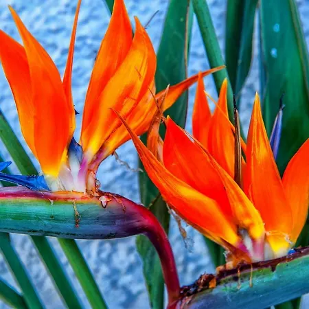 Apt With Sea View And Large Swimming Pool Daire *