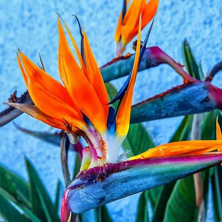 Apt With Sea View And Large Swimming Pool Amadores